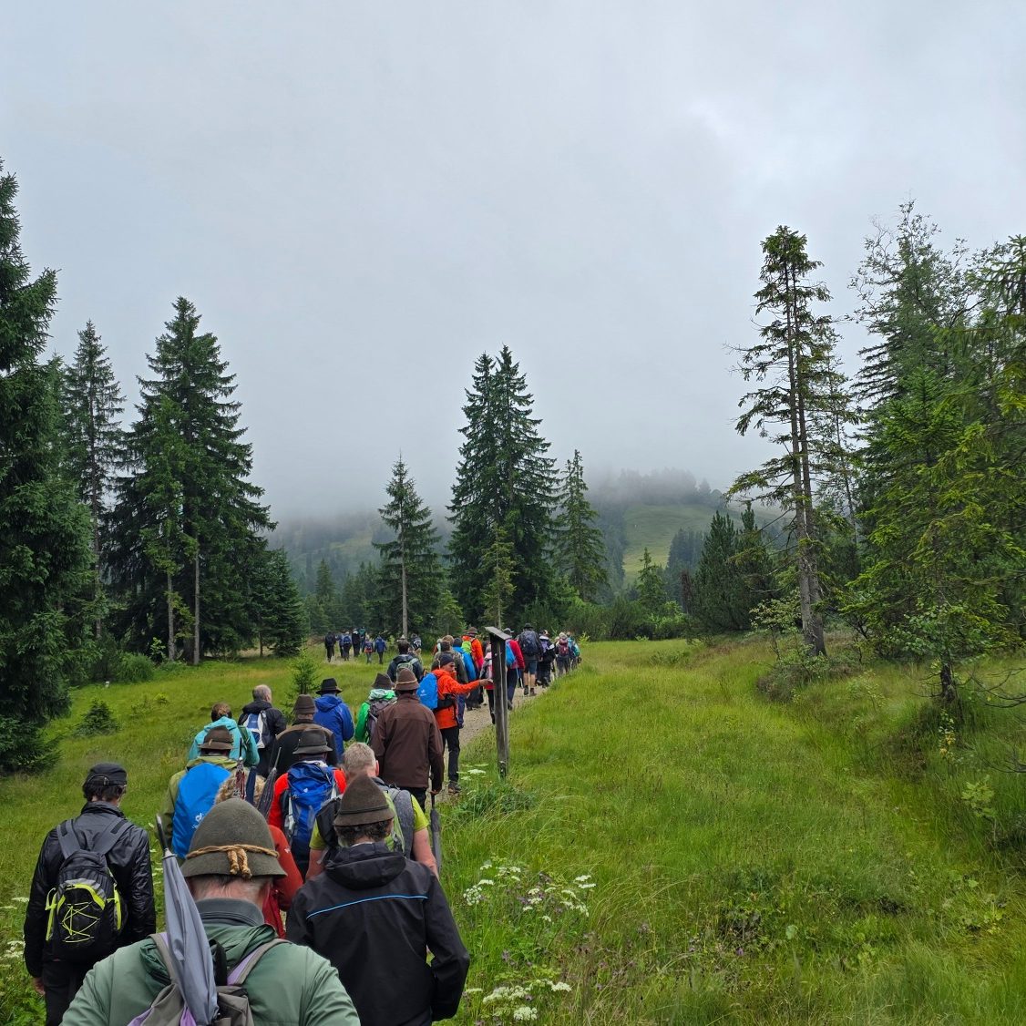 Alpwanderkurs Eine Gruppe von Wanderern geht auf einem Pfad durch bewaldete Landschaft.