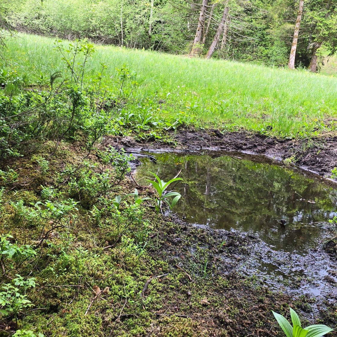 Moorfläche Ein kleiner Teich im Wald, umgeben von grünem Gras und Büschen.