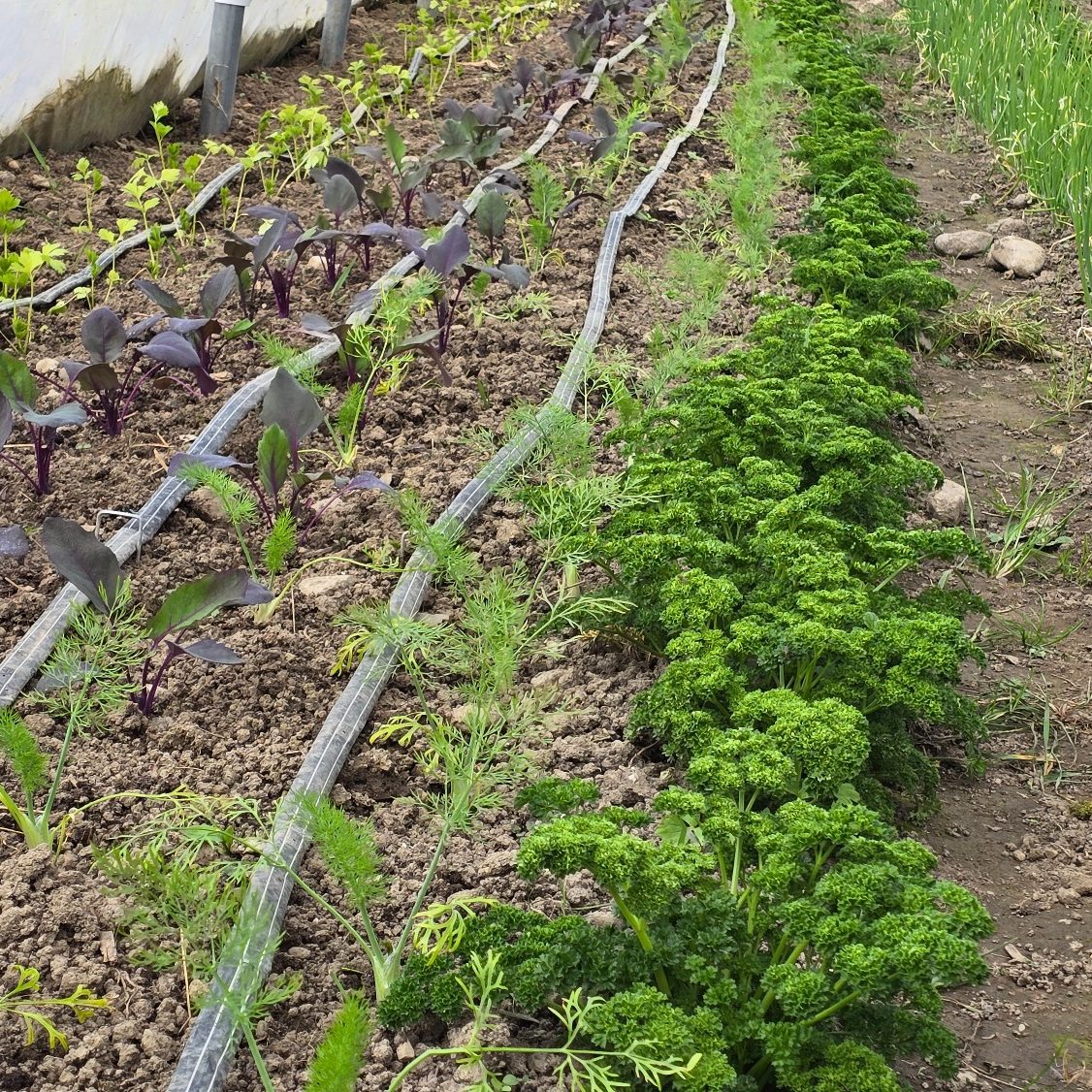Landwirtschaft Reihen von verschiedenen Pflanzen in einem Garten, darunter Petersilie und Blattsalat.